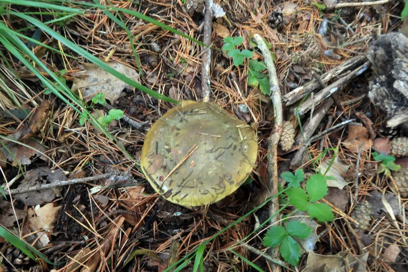 Calonarius atrovirens 1 - IMG_7843